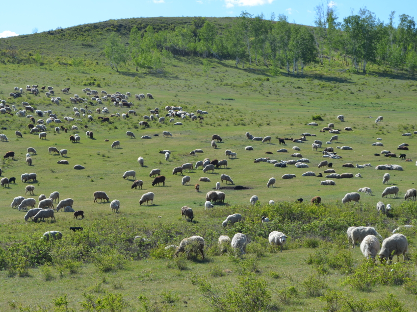 ​Фермеры Забайкалья сумели вдвое увеличить поголовье за время работы проекта по развитию овцеводства